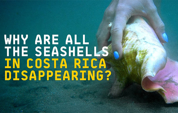 SEASHELLS | IMPERIAL